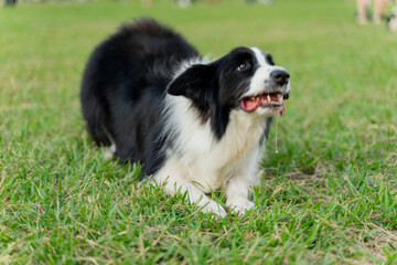 Playful border collie follows owner to the meadow for a pleasant weekend afternoon