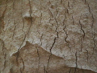 Fresh bark has a natural pattern.