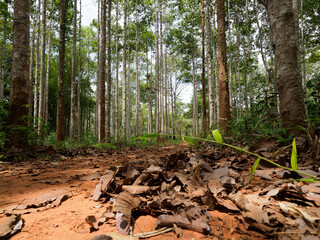  Dipterocarpus alatus roxb tree planting plot