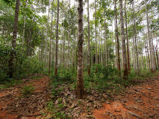  Dipterocarpus alatus roxb tree planting plot