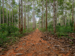 Obraz premium Dipterocarpus alatus roxb tree planting plot