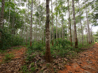 Obraz premium Dipterocarpus alatus roxb tree planting plot