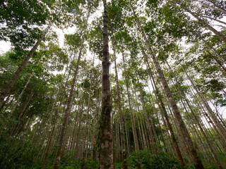  Dipterocarpus alatus roxb tree planting plot