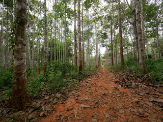  Dipterocarpus alatus roxb tree planting plot