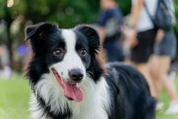 Playful border collie follows owner to the meadow for a pleasant weekend afternoon