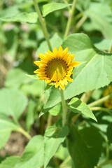 Closeup of a sunflower growing in a field of sunflowers during a nice sunny summer day, Sunflower natural background. flower blooming, Beautiful field of blooming sunflowers, Chakwal, Punjab, Pakistan