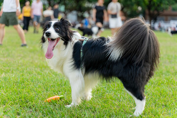 A Border Collie joyfully wanders across a lush green field, its black-and-white fur shining under the warm sunlight. With its tail wagging and a lively expression,