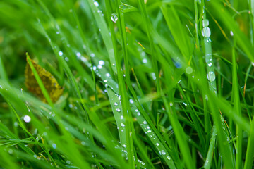 Water drops on the grass in nature. Dew macro morning concept. A lone drop of grass drops from the blades of grass. Grass with drops of water on the blades lifestyle in nature.