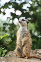a meerkat on a rock looks out for danger