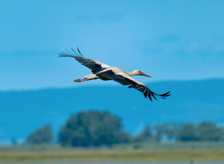 stork in flight, Lange Lacke, Burgenland, Austria, May 2024