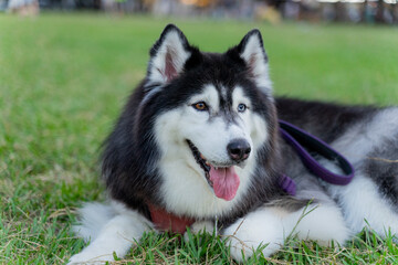 The Siberian Husky is happily walking through the grass, showcasing its playful and energetic nature. With its signature thick fur and bright blue eyes, this stunning dog exudes joy