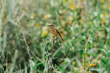 Bird on a tiny tree