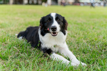 Playful border collie follows owner to the meadow for a pleasant weekend afternoon
