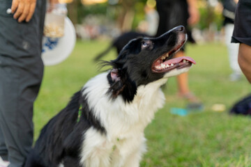 Playful border collie follows owner to the meadow for a pleasant weekend afternoon