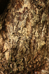 tree texture, close up of tree bark background.