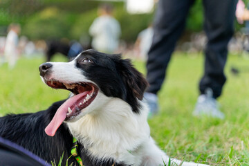 Playful border collie follows owner to the meadow for a pleasant weekend afternoon
