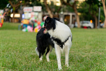 A Border Collie joyfully wanders across a lush green field, its black-and-white fur shining under the warm sunlight. With its tail wagging and a lively expression,