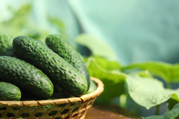 Fresh organic cucumbers in bowl, close up, greenhouse background, agriculture concept, copy space. Organic cucumber close up in a bowl, greenhouse setting, fresh produce, agriculture banner