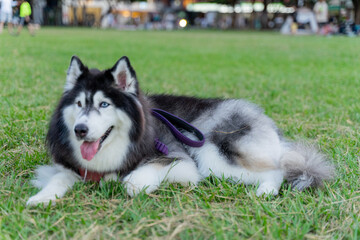 The happy husky took advantage of the weekend afternoon to spend a happy afternoon with his owner on the grass in the park