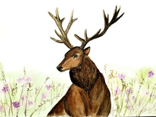 brown deer in the forest horns 