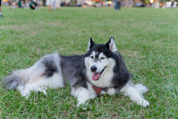 The happy husky took advantage of the weekend afternoon to spend a happy afternoon with his owner on the grass in the park