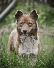 Brown dog in a garden. Stray dog that looks like a mix of few breeds. 