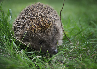 Hedgehog in a grass. Low angle image of a cute wild mammal in a garden (close-up). Hedgehog looking at the camera.