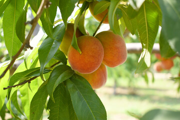 Fresh Ripe Peach fruits on a tree branch with leaves closeup, A bunch of ripe Peaches on a branch, Ripe delicious fruit peaches on the tree, Ripe sweet peach fruitson a tree, Chakwal, Punjab, Pakistan