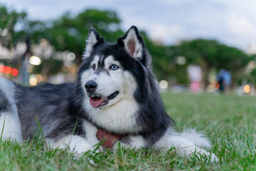 The happy husky took advantage of the weekend afternoon to spend a happy afternoon with his owner on the grass in the park