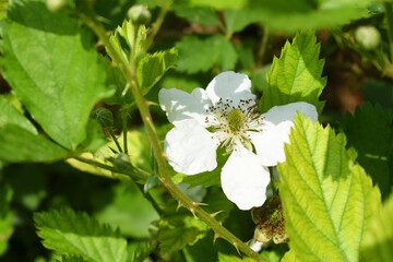 Blackberry flowers in the garden, Beautiful in spring bloom garden. Blackberry bush with white flowers, Blossoming blackberry bush and bee, sunny spring day, Chakwal, Punjab, Pakistan