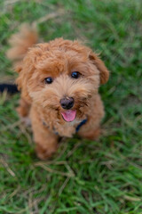 The fluffy and happy poodle took advantage of the weekend afternoon to spend a happy afternoon on the grass in the park with his owner