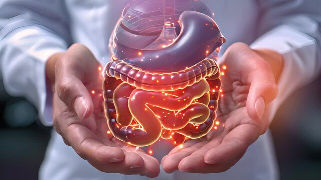 3D Model of the Human Digestive System in a Person's Hands