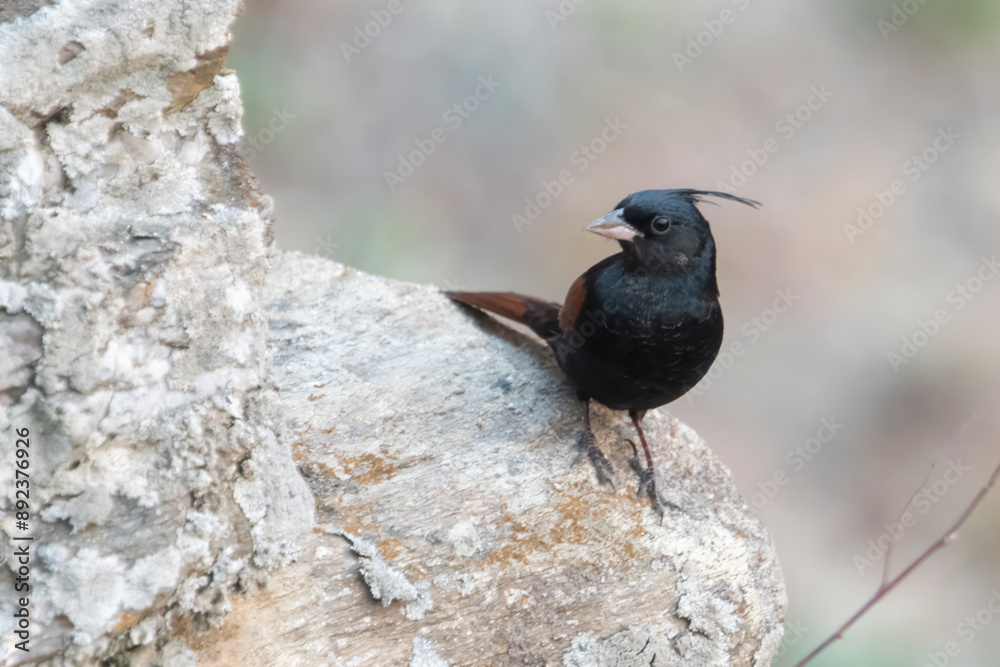 Wall mural crested bunting or emberiza lathami in binsar in uttarakhand, india