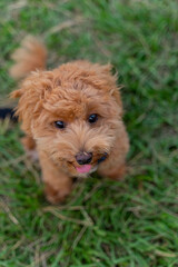 The fluffy and happy poodle took advantage of the weekend afternoon to spend a happy afternoon on the grass in the park with his owner