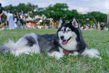 The happy husky took advantage of the weekend afternoon to spend a happy afternoon with his owner on the grass in the park