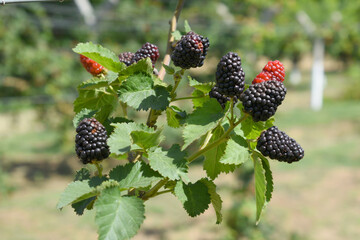 Natural food - fresh ripe blackberries in a garden. Bunch of ripe blackberry fruit - Rubus...