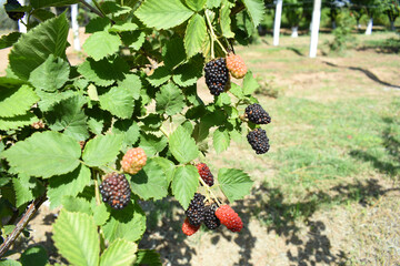 Natural food - fresh ripe blackberries in a garden. Bunch of ripe blackberry fruit - Rubus...