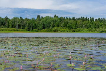 lake in the forest