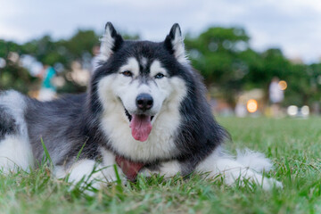 The cute husky took advantage of the weekend to spend a happy afternoon with his owner on the grass in the park.