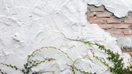 White cement wall with bricks and ivy