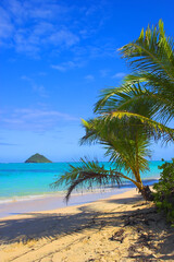 Hawaii, beach island and palm trees at sea for vacation, holiday and travel in summer at Lanikai. Ocean, water and sand on coast with blue sky, nature or clouds on horizon on land outdoor in Kailua