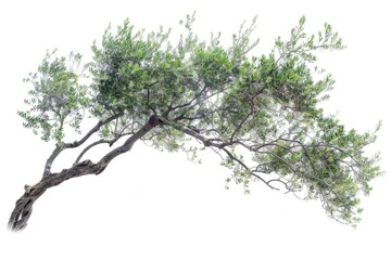 Fototapeta premium A tree with a bird sitting on top, providing a peaceful scene