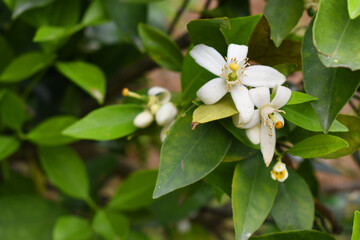 White little flower on orange tree, Blossoming orange tree flowers, closeup of Orange tree branches with white flowers, buds and leaves, Chakwal, Punjab, Pakistan