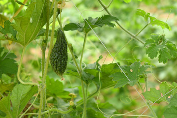 Bitter gourd or Green Bitter gourd hanging from a tree on a vegetable farm, ripe bitter gourd...