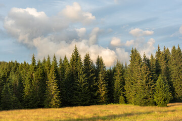 Beautiful pine forest and meadow landscape with cloudy sky on sunny day. Concept of nature, outdoor scenery, and environmental conservation. High quality photo