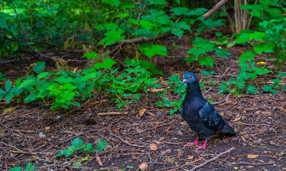 a pigeon on the ground near a green bush with space for text