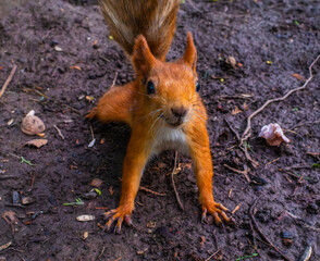 red squirrel on the ground