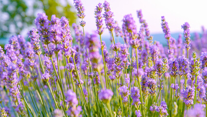 CLOSE UP: Cinematic shot of stalks of lavender swaying in the summer breeze.