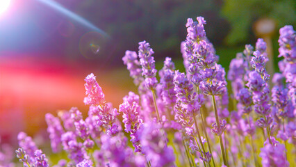 CLOSE UP: Aromatic vibrant violet lavender blossoms on a sunny summer morning.