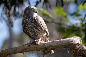 The barking owl has bright yellow eyes and no facial-disc. Upperparts are brown or greyish-brown, and the white breast is vertically streaked with brown.
